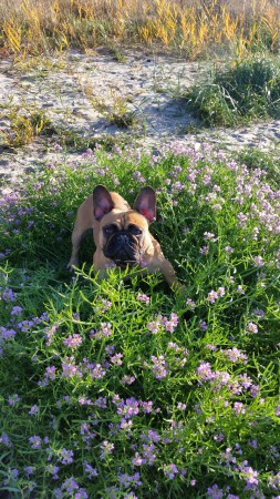 Zelda på Gotland dräktig V 1